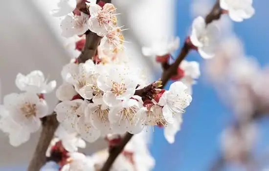Addobbi e composizioni floreali funebri