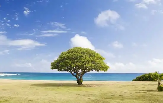 Albero da solo