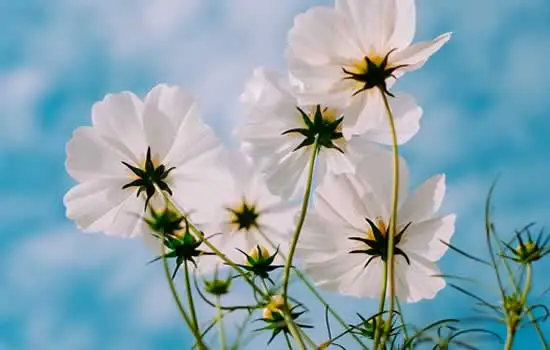 Fiori per decorazione cimiteri e funerali